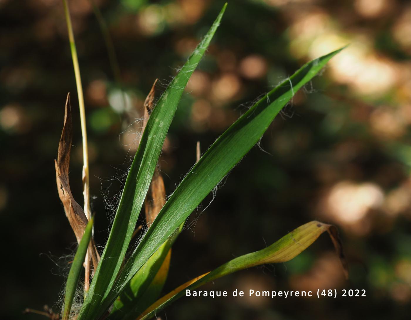 Woodrush, Lesser Hairy leaf